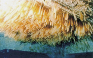 人工産卵礁に産み付けられたヤリイカの卵