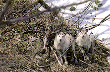 写真：カモシカ