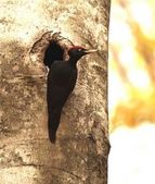 Black woodpecker 