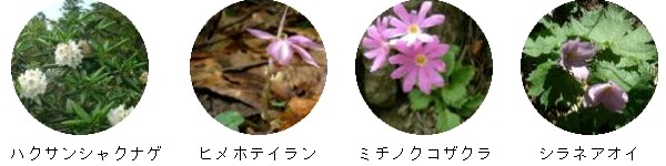ハクサンシャクナゲ、ヒメホテイラン、ミチノクコザクラ、シラネアオイ ハクサンシャクナゲ、ヒメホテイラン、ミチノクコザクラ、シラネアオイ