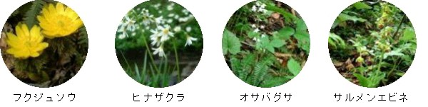 フクジュソウ、ヒナザクラ、オサバグサ、サルメンエビネ フクジュソウ、ヒナザクラ、オサバグサ、サルメンエビネ