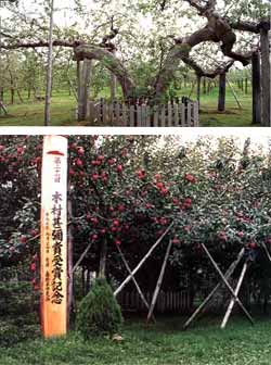 りんごの樹 りんごの樹