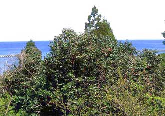 ツバキ自生北限地帯 ツバキ自生北限地帯